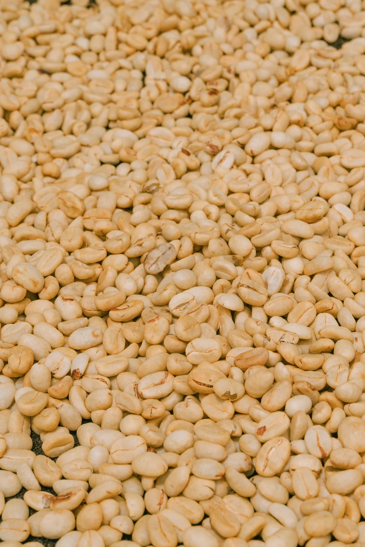 Granos de café secándose al sol sobre la era