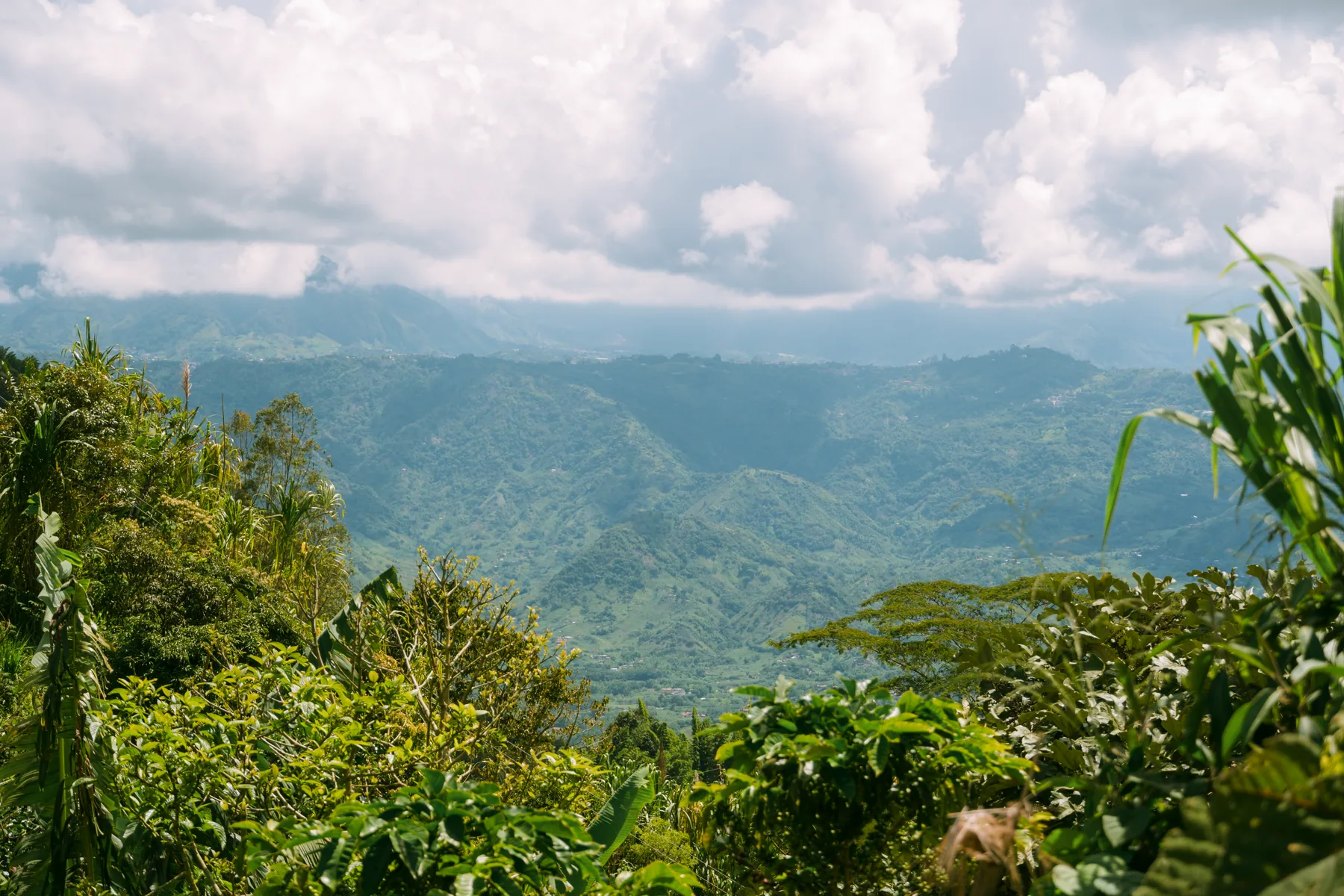 Paisaje montañoso de Caldas, origen del café de Abba
